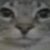 Profile photo of sharkyy