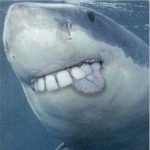 Profile picture of @dam.shork