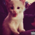 Profile photo of Kuro