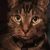 Profile photo of Noah