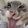 Profile picture of @connor