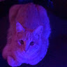 Profile picture of @jasper-mckee