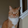 Profile photo of Scopiez