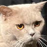 Profile photo of kyrsblade