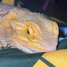 Profile picture of tonyc11
