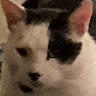 Profile photo of the chalm