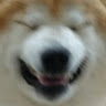 Profile photo of Advert