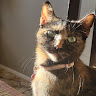 Profile photo of Lachona