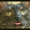 Profile picture of Bogu bog