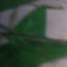 Profile photo of Gowhar