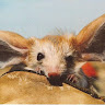 Profile picture of QTIP
