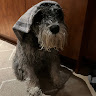 Profile picture of @bobby-bobino