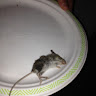 Profile picture of john doe