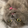 Profile picture of @holly-mccandless