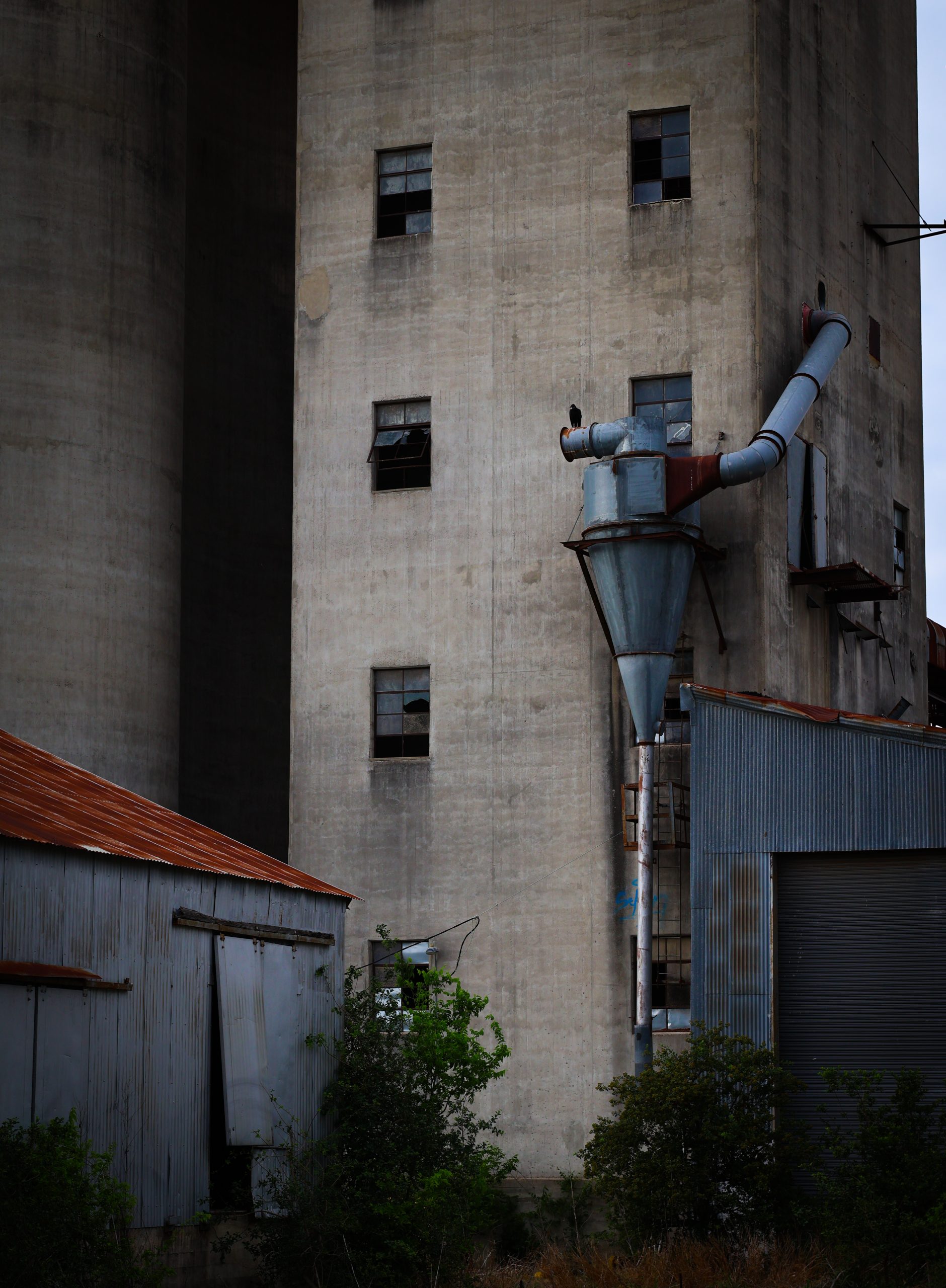 Abandoned plant