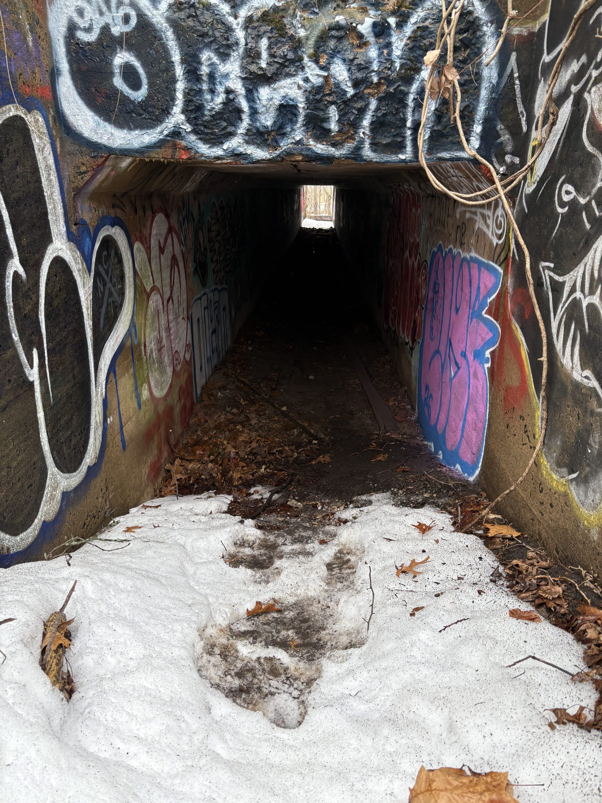 Abandoned Cedar Hill Railyard
